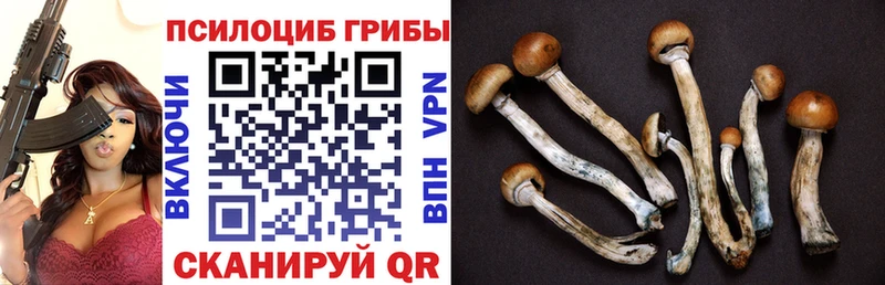 МЕГА   Черняховск  Галлюциногенные грибы прущие грибы  продажа наркотиков 